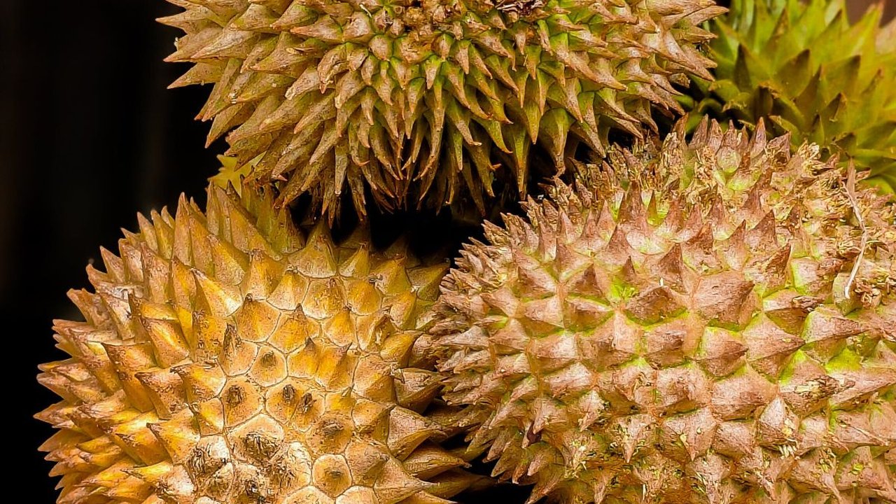 Panen Ratusan Biji Tiap Hari! Serunya Berwisata ke Kebun Durian Bawor  Pati, Jumlah Pohonnya Capai Seribu