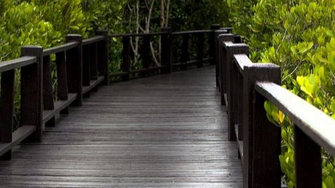 7 Wisata Mangrove di Indonesia, Sajikan Pemandangan Alam Hijau yang Asri