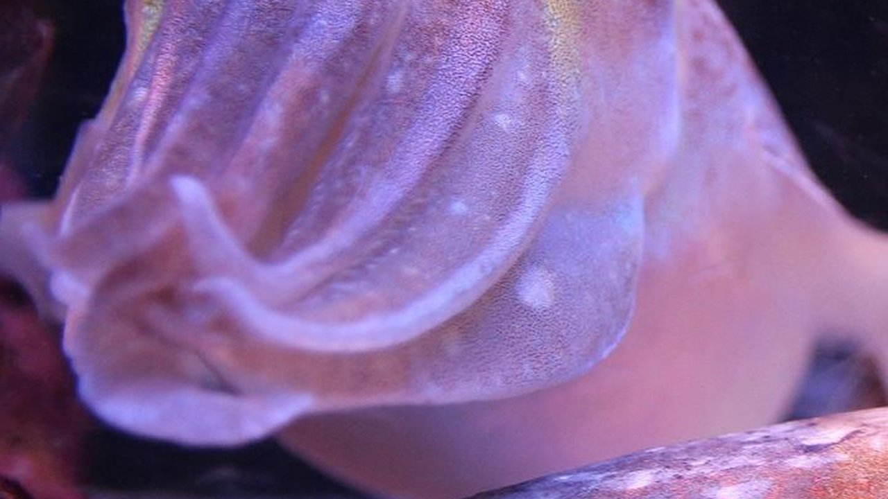 Inilah Bukti Bahwa Kamuflase Sotong di Laut Begitu Rumit dan Kompleks