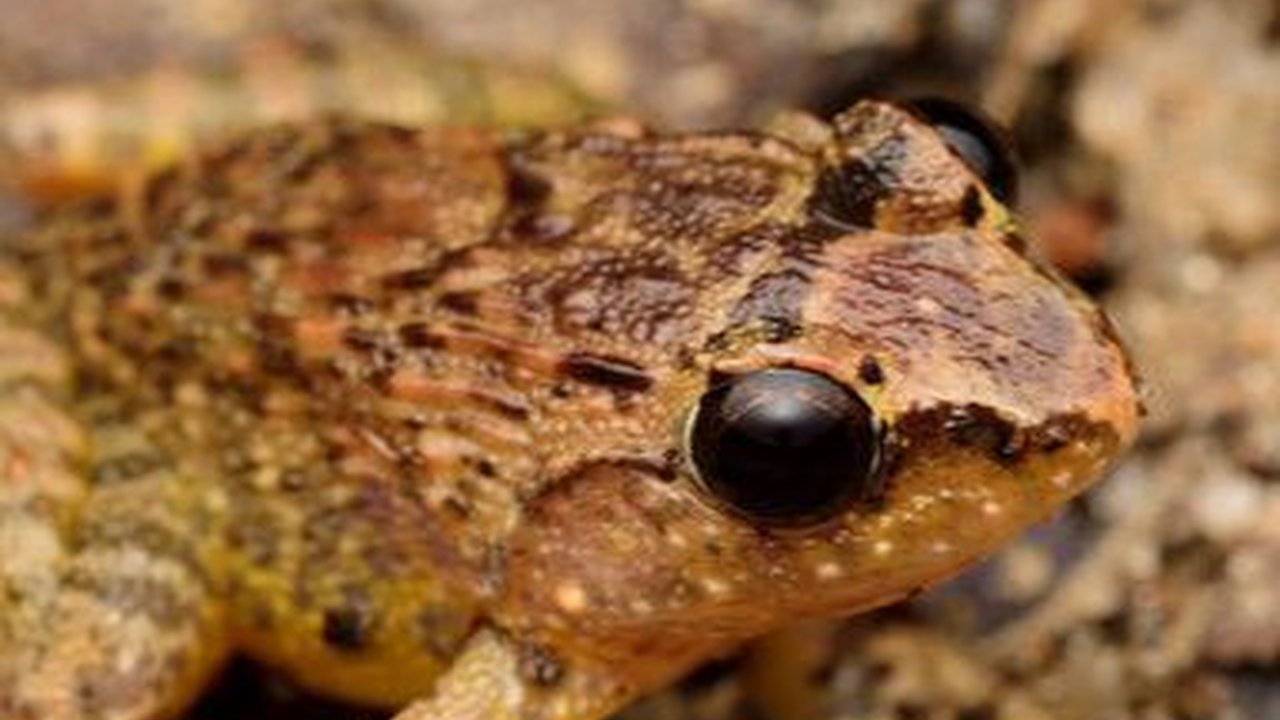 Spesies Baru Katak Kecil Ditemukan di Indonesia, Ukurannya Cuma 3 Cm!