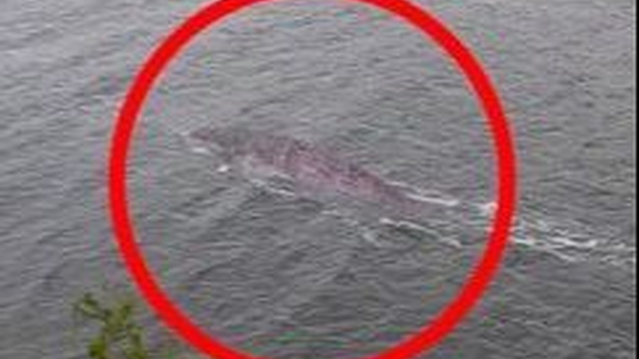 Jika Monster Laut Ini Nyata, Apakah Itu Sebenarnya Belut Eropa Raksasa?