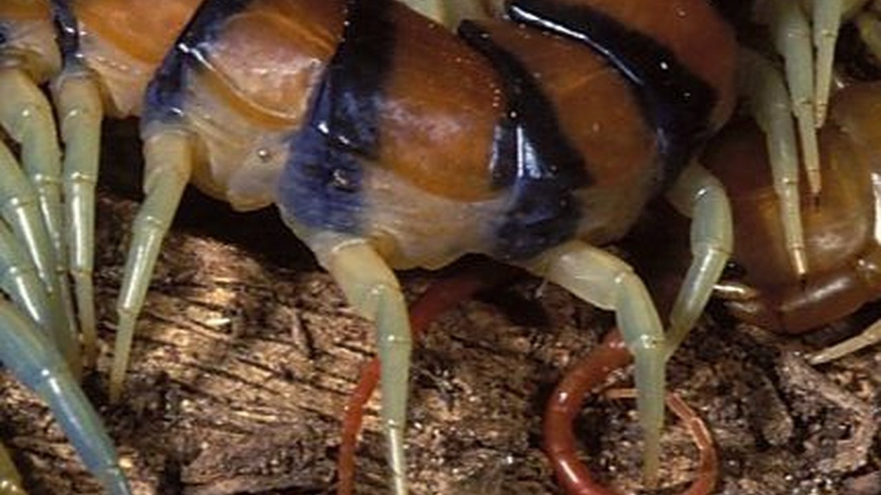 Ilmuwan Temukan Arthropoda Mirip Udang dengan Tiga Mata dan Bentuk Aneh