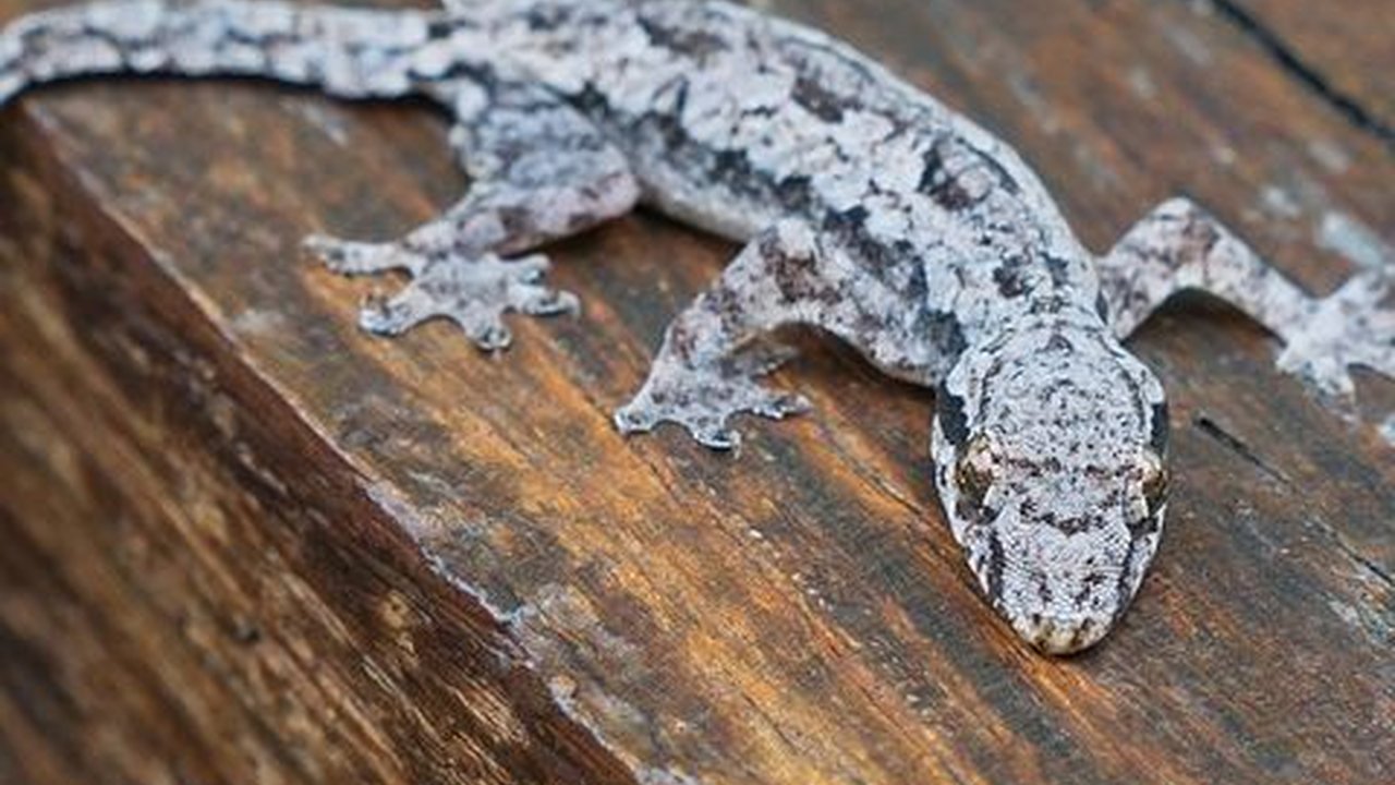 Mitos Kejatuhan Cicak di Tangan Kanan, Dianggap Tanda Keberuntungan