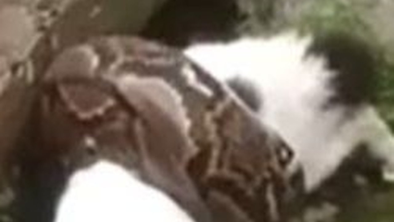 Ngeri, Ular Sanca 4 Meter Lilit Kucing sampai Tak Berdaya di Perumahan Warga