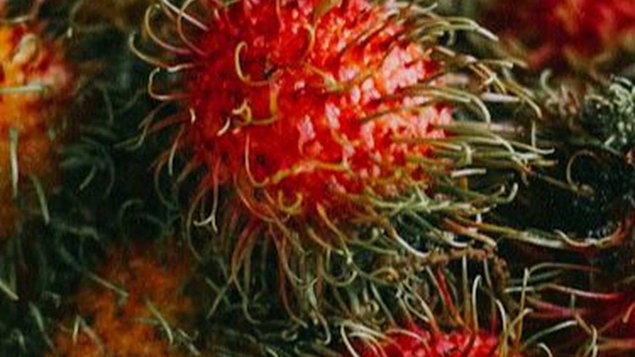 Efek Samping Makan Rambutan Terlalu Banyak, Bisa Tingkatkan Kadar Gula Darah