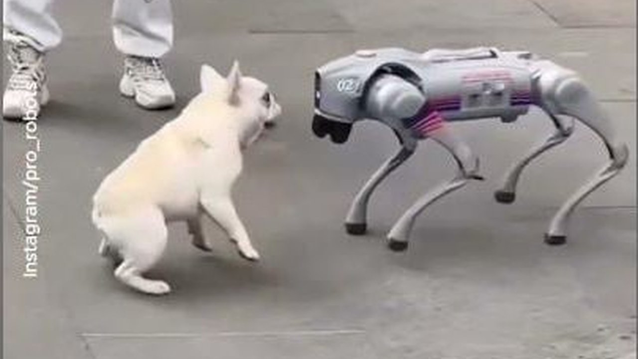 VIDEO: Robot Anjing VS Anjing Sungguhan, Siapa Menang?