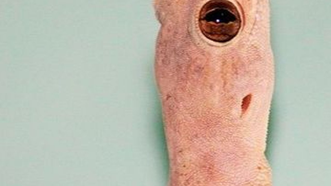 Mitos Kejatuhan Cicak di Pundak Sebelah Kiri, Bisa Jadi Pertanda Baik dan Buruk