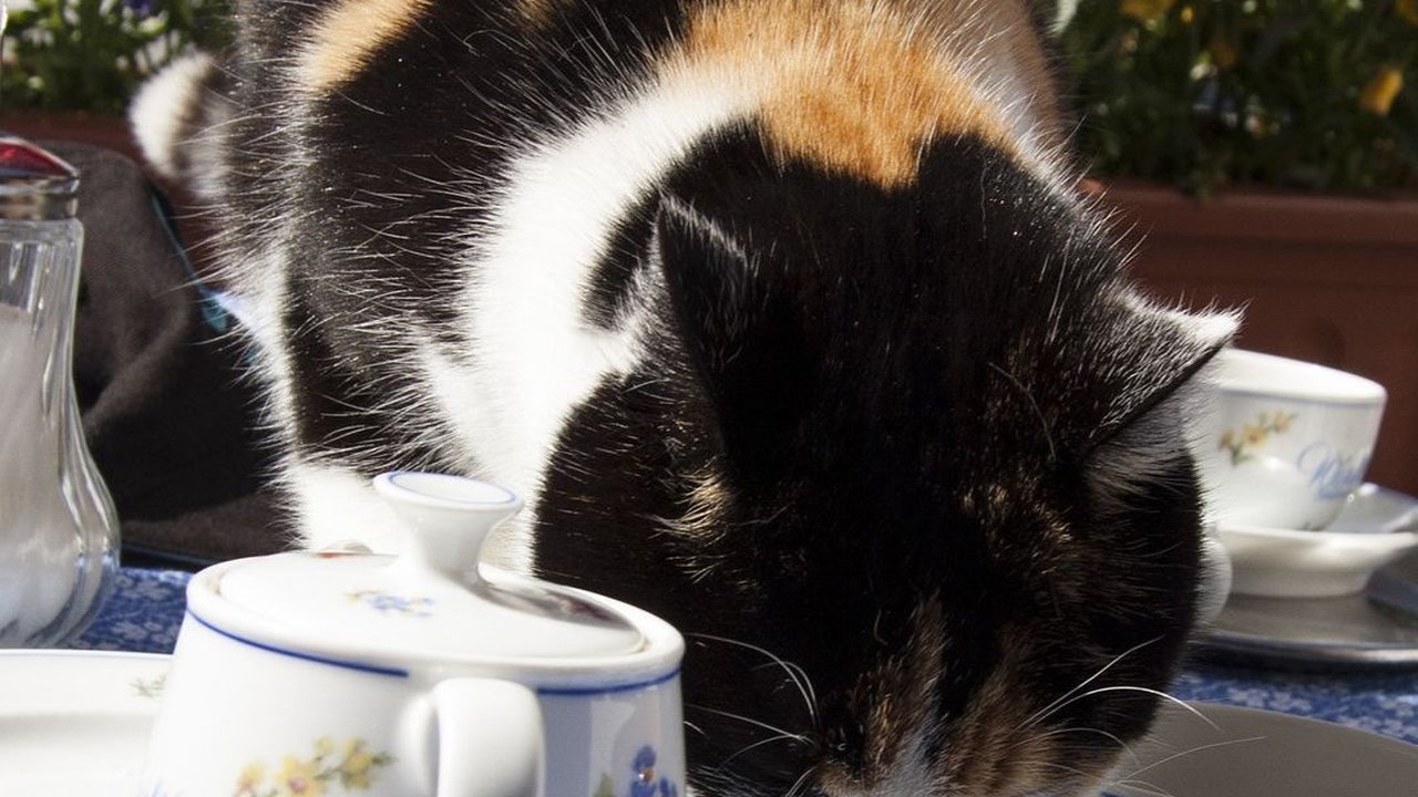 Penyebab Scabies Kucing dan Cara Mengobatinya, Perlu Diketahui