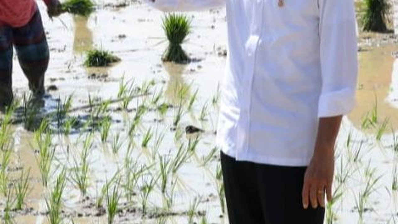 Genjot Produksi Beras, Jokowi Minta Petani Mulai Tanam Padi Bulan ini