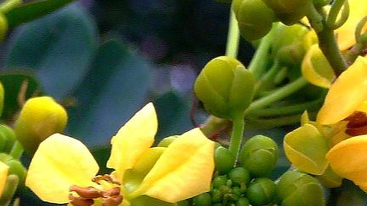 Manfaat Daun Senna untuk Kesehatan, Bantu Atasi Masalah Pencernaan
