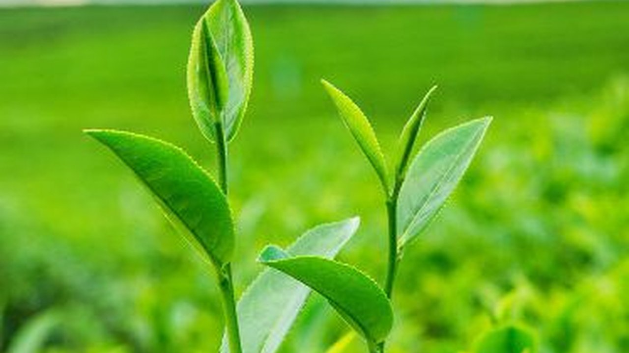 Rekam Jejak Perkebunan Teh di Gunung Dempo, Komoditas Lokal yang Mendunia