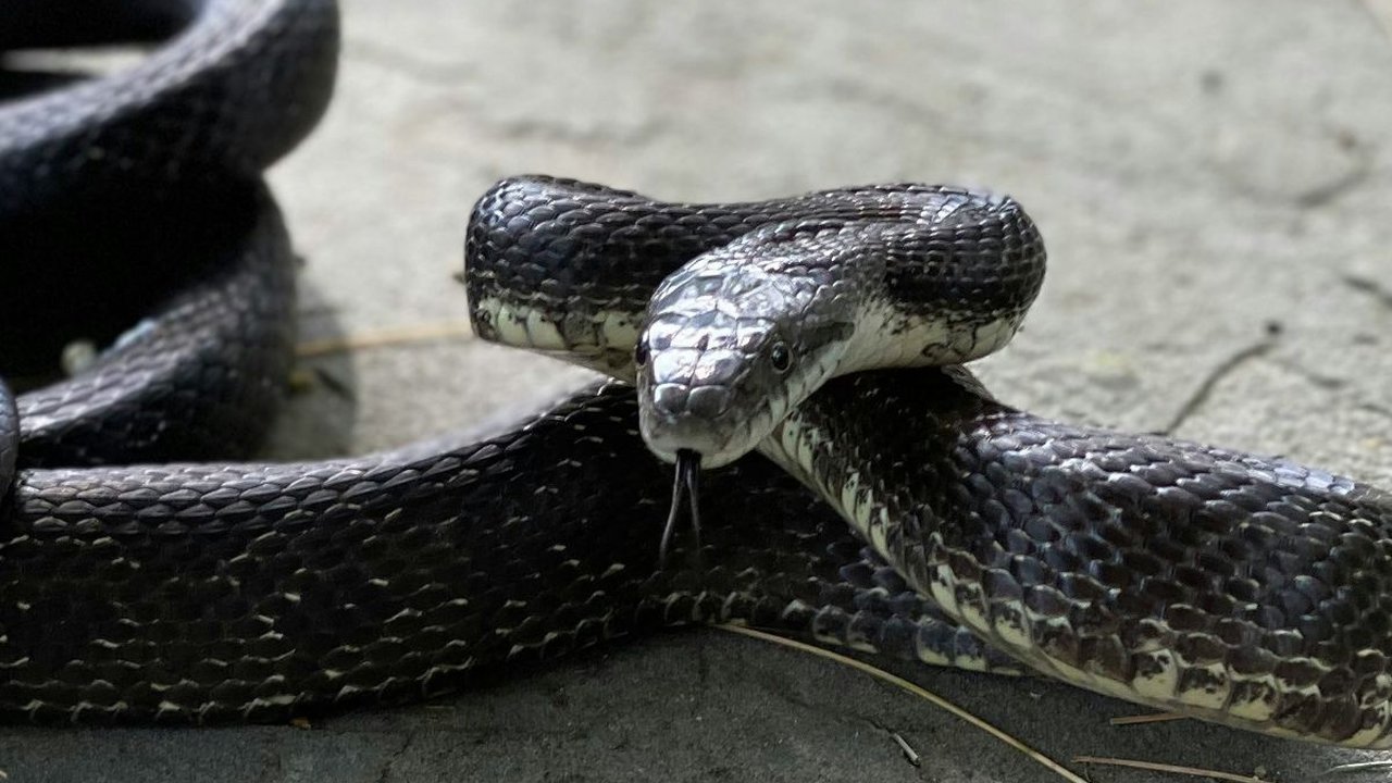 Ternyata ini Alasan Ular Sering Masuk Rumah saat Musim Hujan