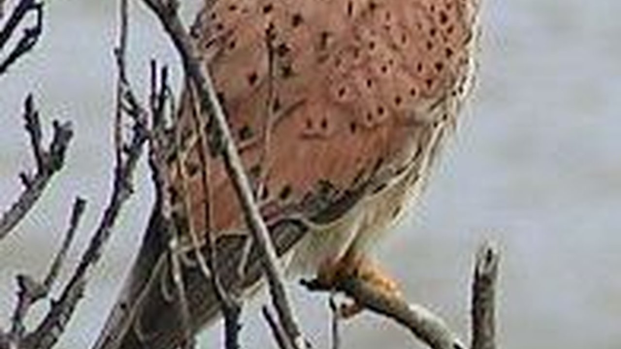 Fakta Unik tentang Kestrel, Predator Kecil dengan Warna Cantik