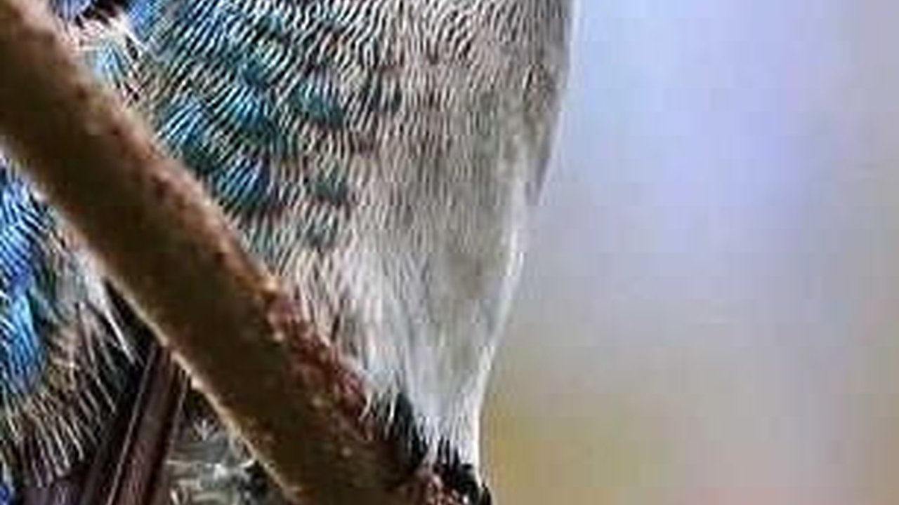 Fakta Terbaru, Burung Kolibri Ternyata Adalah Golongan Dinosaurus!