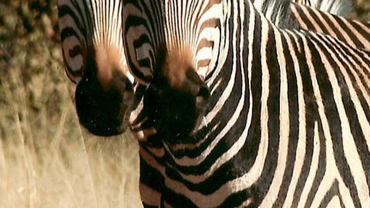 31 Januari: Hari Zebra Internasional, Ketahui Sejarah dan Fakta Menariknya