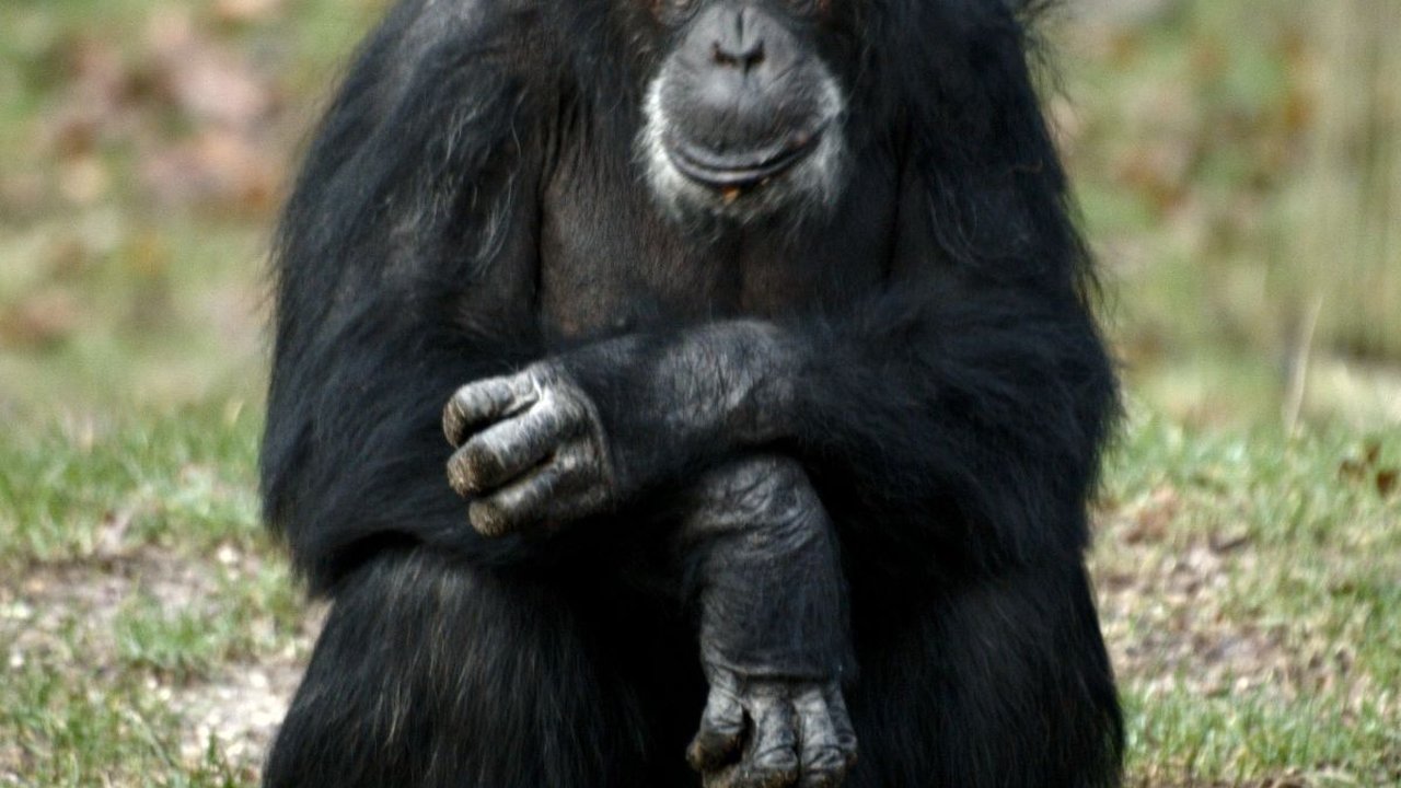 8 Jenis Primata Paling Berbahaya di Dunia, Jangan Dekat-Dekat