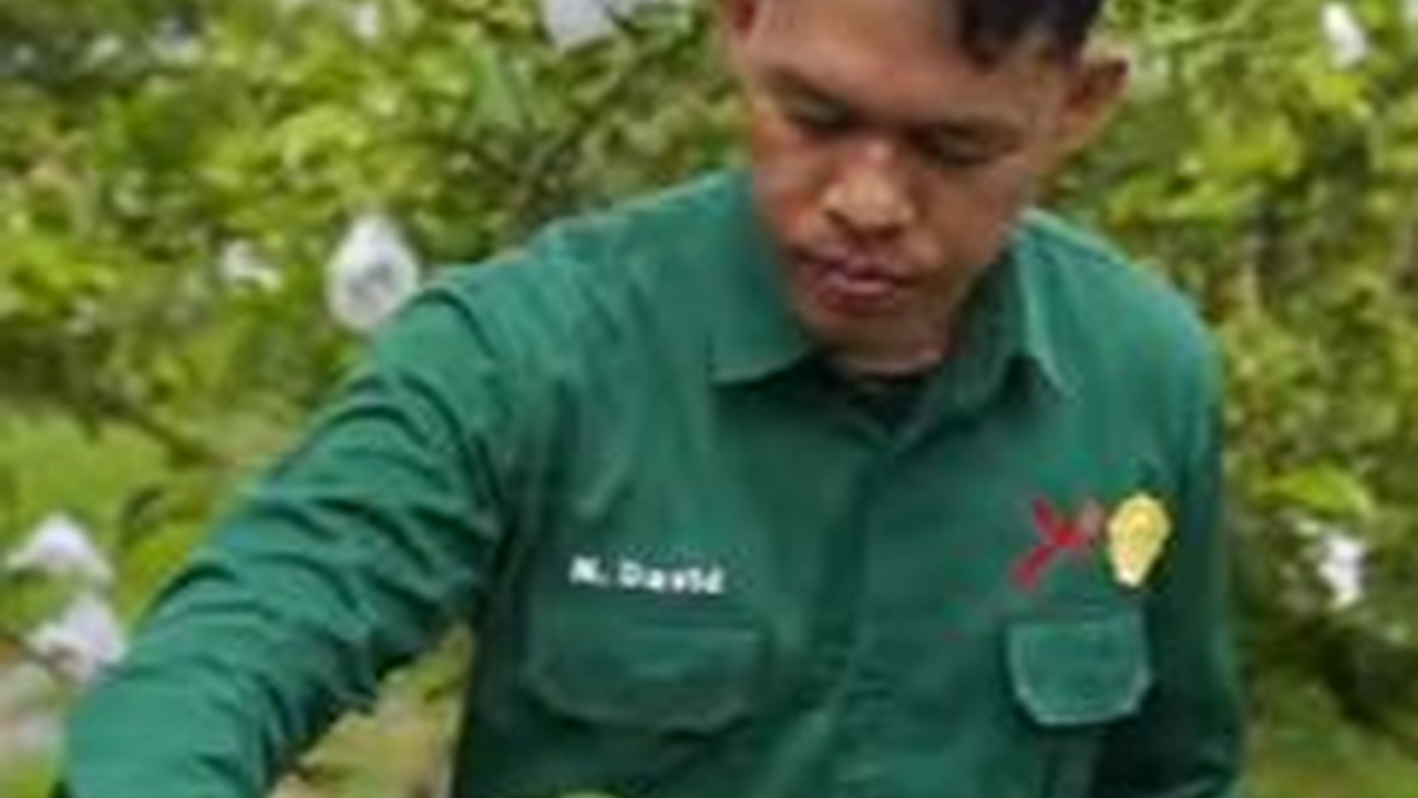 Raih Omzet Rp60 Juta per Bulan, Intip Kisah Sukses Petani Jambu Kristal di Kabupaten Kampar Riau