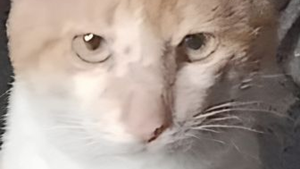Viral Teror Si Oyen di Pakansari, Serang Pedagang hingga Bikin Damkar Turun Tangan