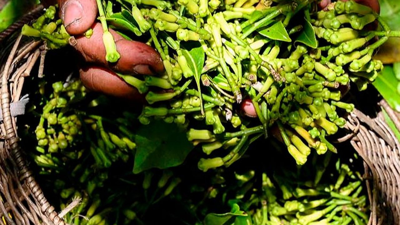 FOTO: Geliat Petani Memetik Cengkih Saat Masa Panen di Aceh