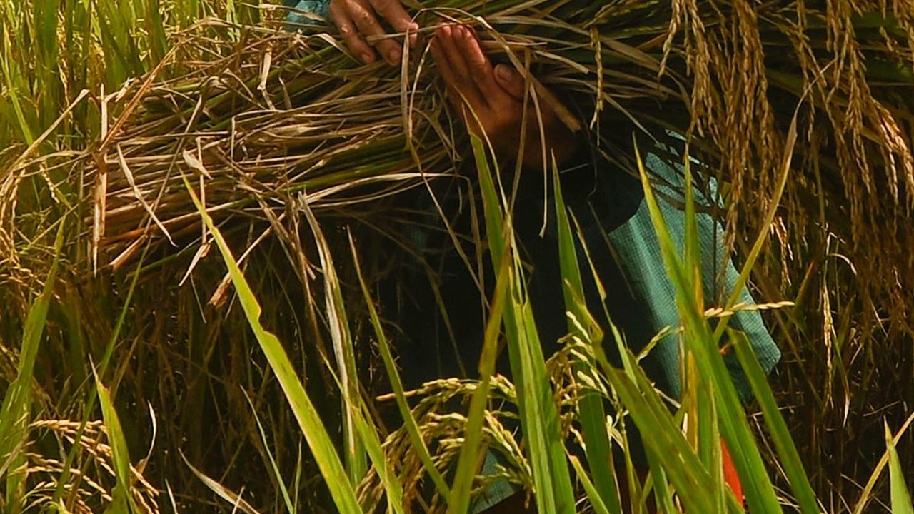 FOTO: Petani Padi Semringah Harga Gabah Kering Naik