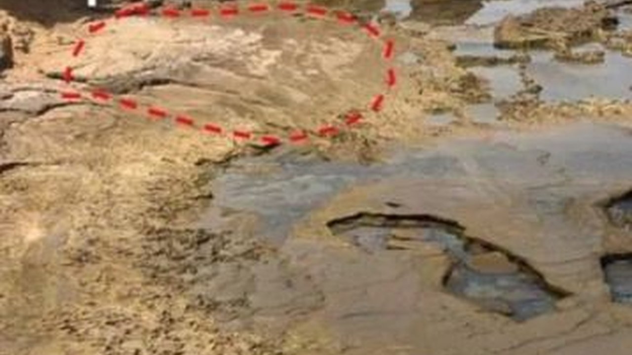 85 Jejak Kaki Makhluk Berusia 90.000 Tahun Ditemukan di Pantai, Ternyata Milik Spesies Manusia Ini