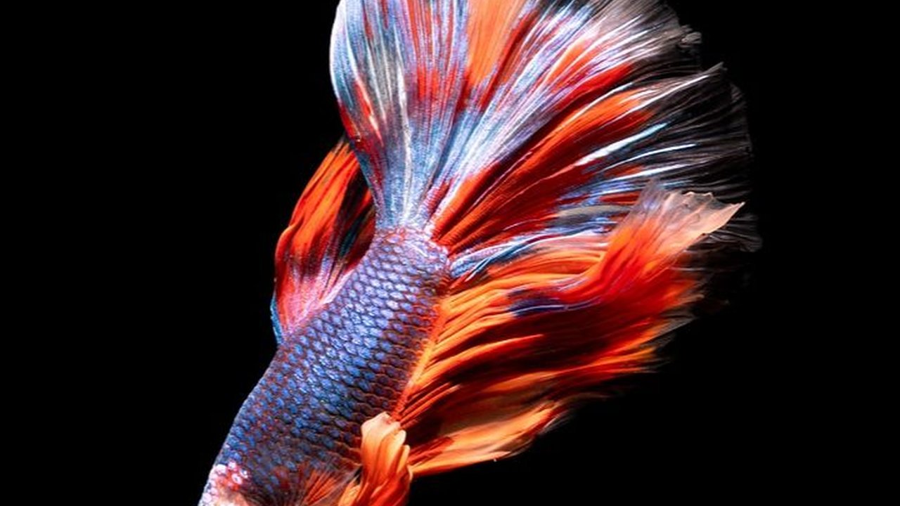 Tanda Ikan Cupang Akan Mati, Warna Berubah Hingga Isolasi Diri