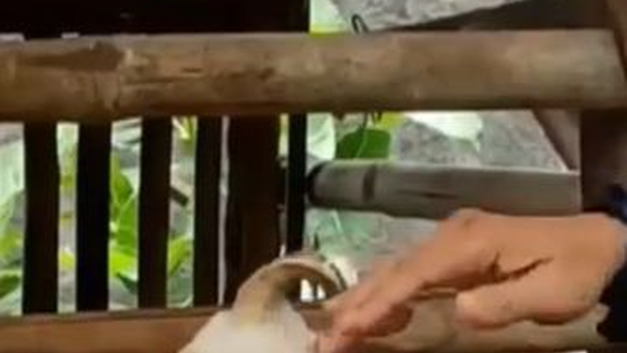 Hanya Ada 7 di Pulau Jawa, Ini Fakta Kambing Unik Bertanduk 5 di Bogor