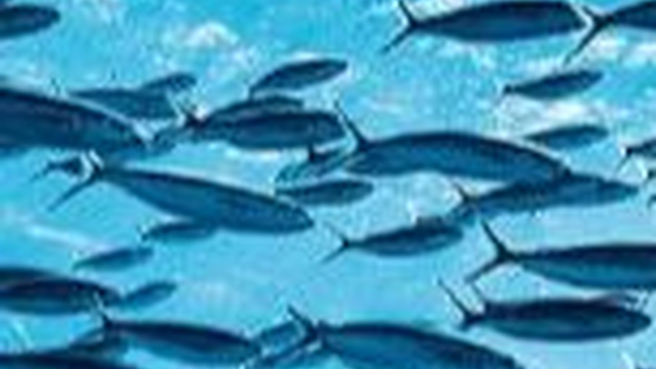 Apakah Ikan Masih Butuh Minum?