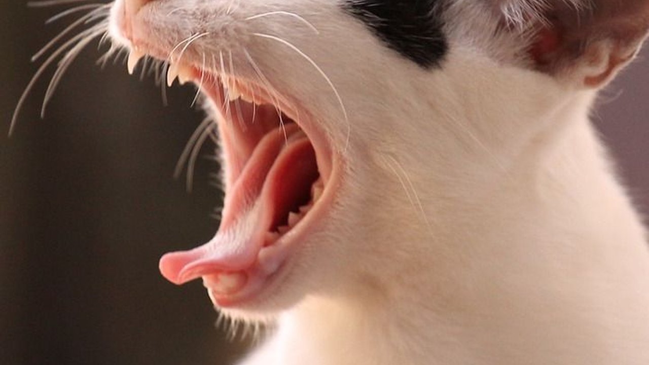 Daftar Obat Cacing Kucing dan Cara Penggunaannya, Dijamin Efektif