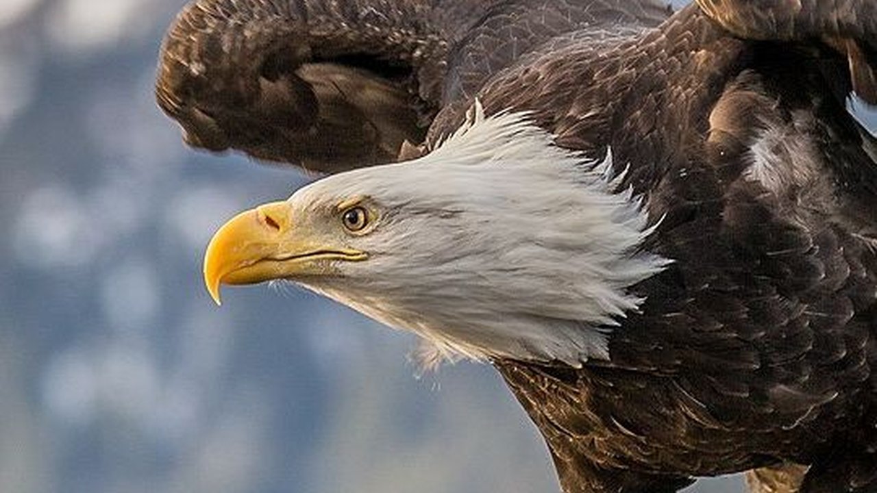 9 Elang Terbesar di Dunia, Bentangan Sayapnya Ada yang Lebih dari 2,5 Meter