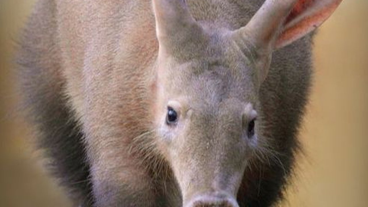 11 Hewan yang Mirip dengan Makhluk yang Hidup Jutaan Tahun Lalu