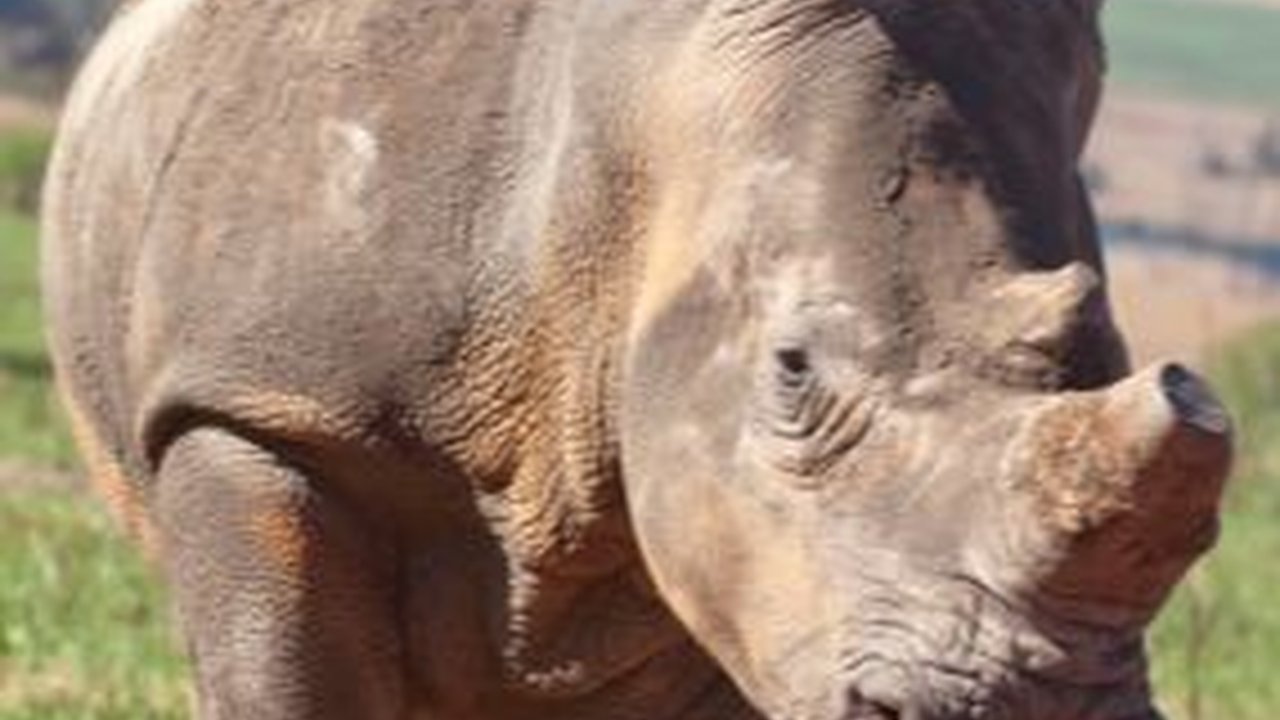 Apakah Benar Badak Keturunan Dinosaurus Jenis Triceratops?