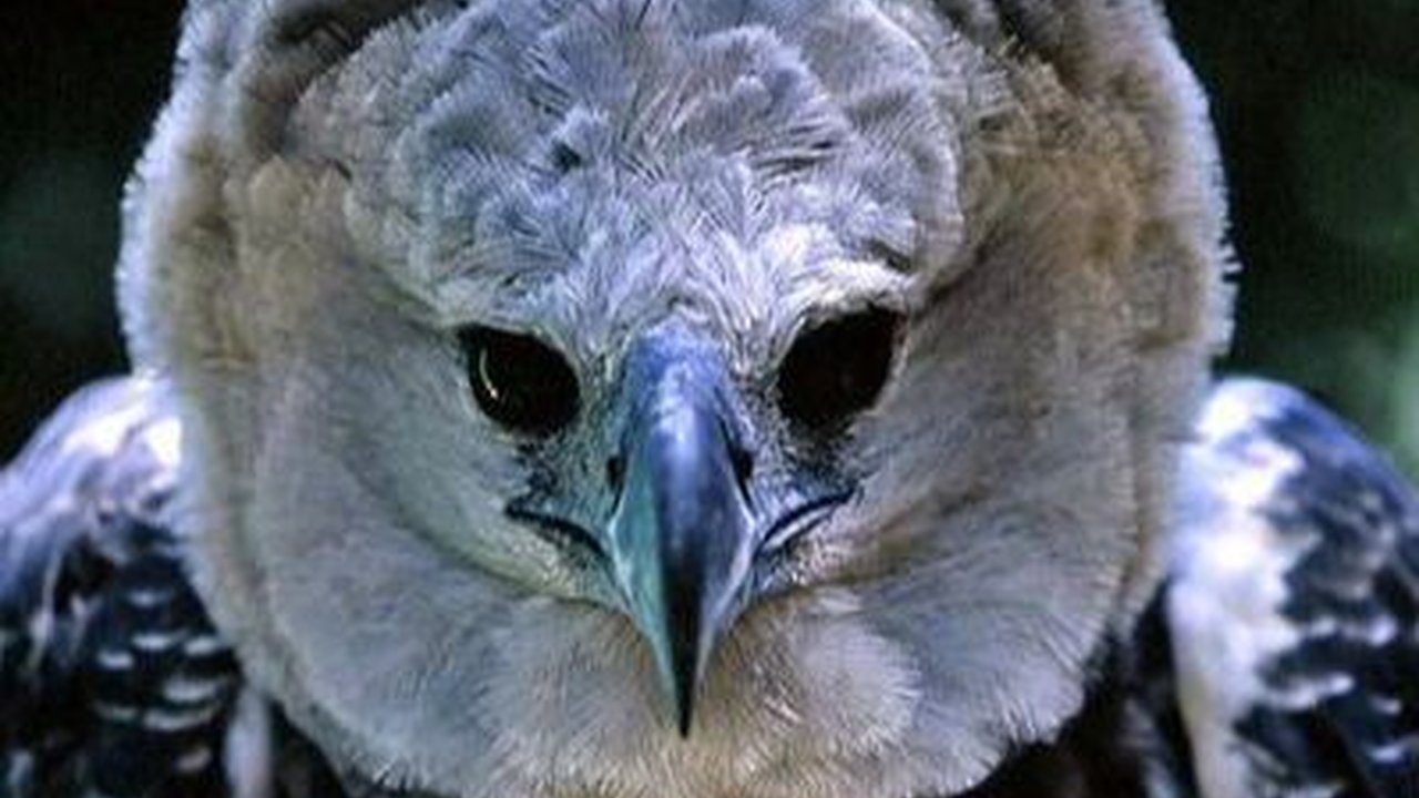 10 Burung Terkuat di Bumi, Ada yang Mampu Terbang dan Angkat Beban 18 Kg!