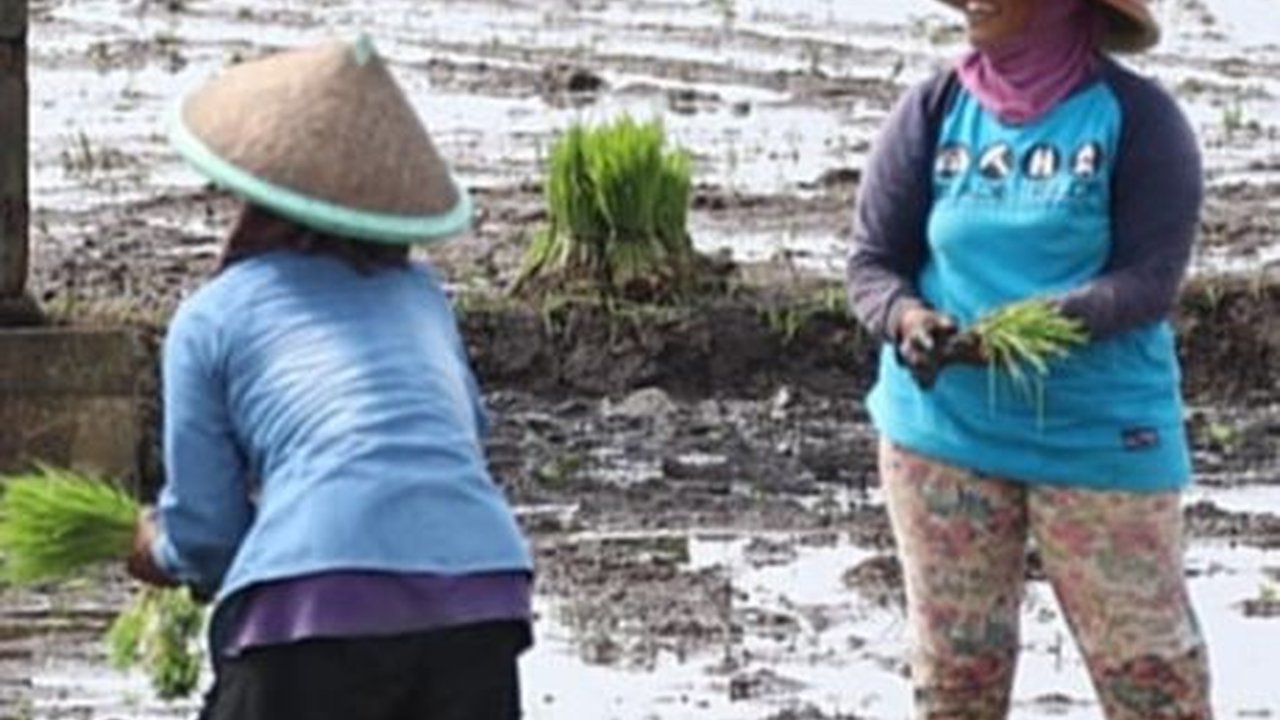 Petani Respons Pengamat Terkait Pupuk Subsidi: Tambahan Anggaran Pupuk Sentuh Akar Masalah Kami