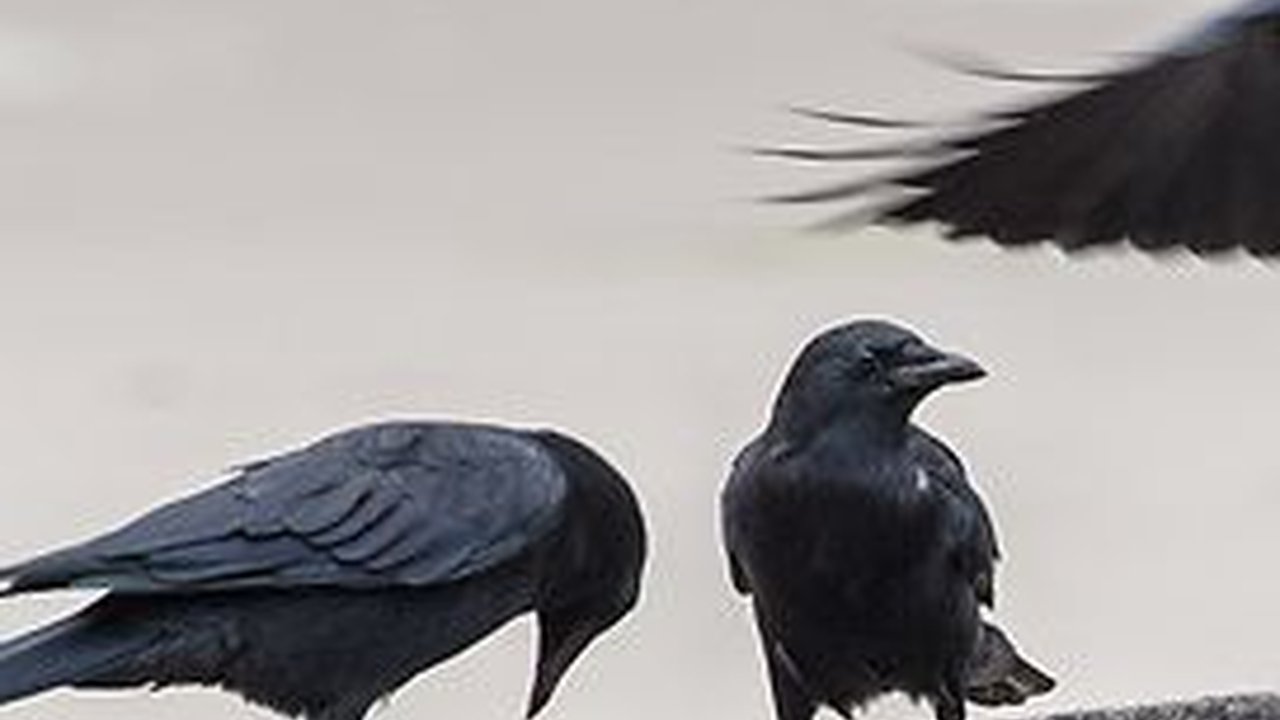 7 Hewan yang Identik dengan Kematian dan Pertanda Buruk