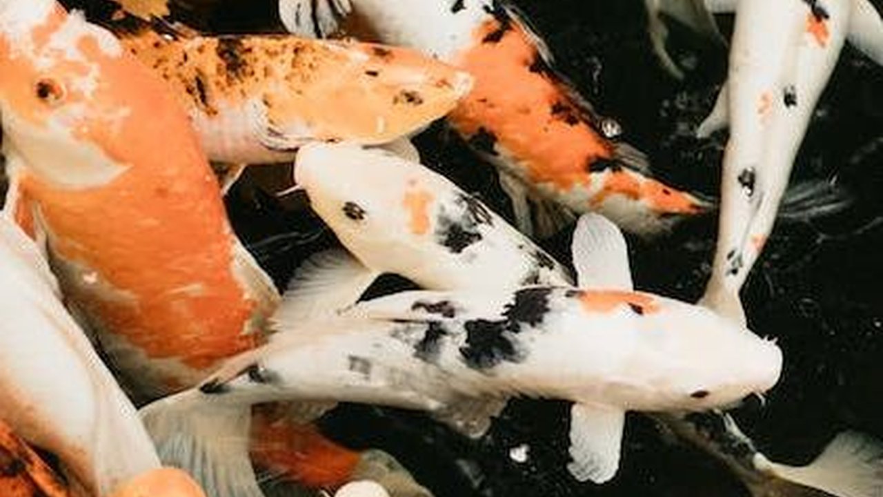 Apakah Ikan Mampu Melihat dalam Gelap? Ini Kata Ilmuwan
