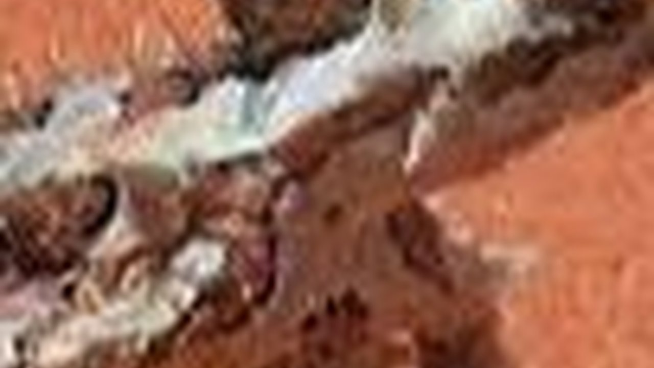 11 Hewan yang Bisa Hidup Tanpa Minum Air, Ada yang Mampu Bertahan Hingga 20 Tahun!