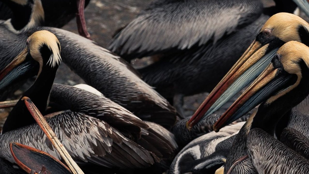 Hitung-hitungan Ilmuwan Jumlah Hewan yang Pernah Hidup di Bumi, Ternyata Segini Banyaknya