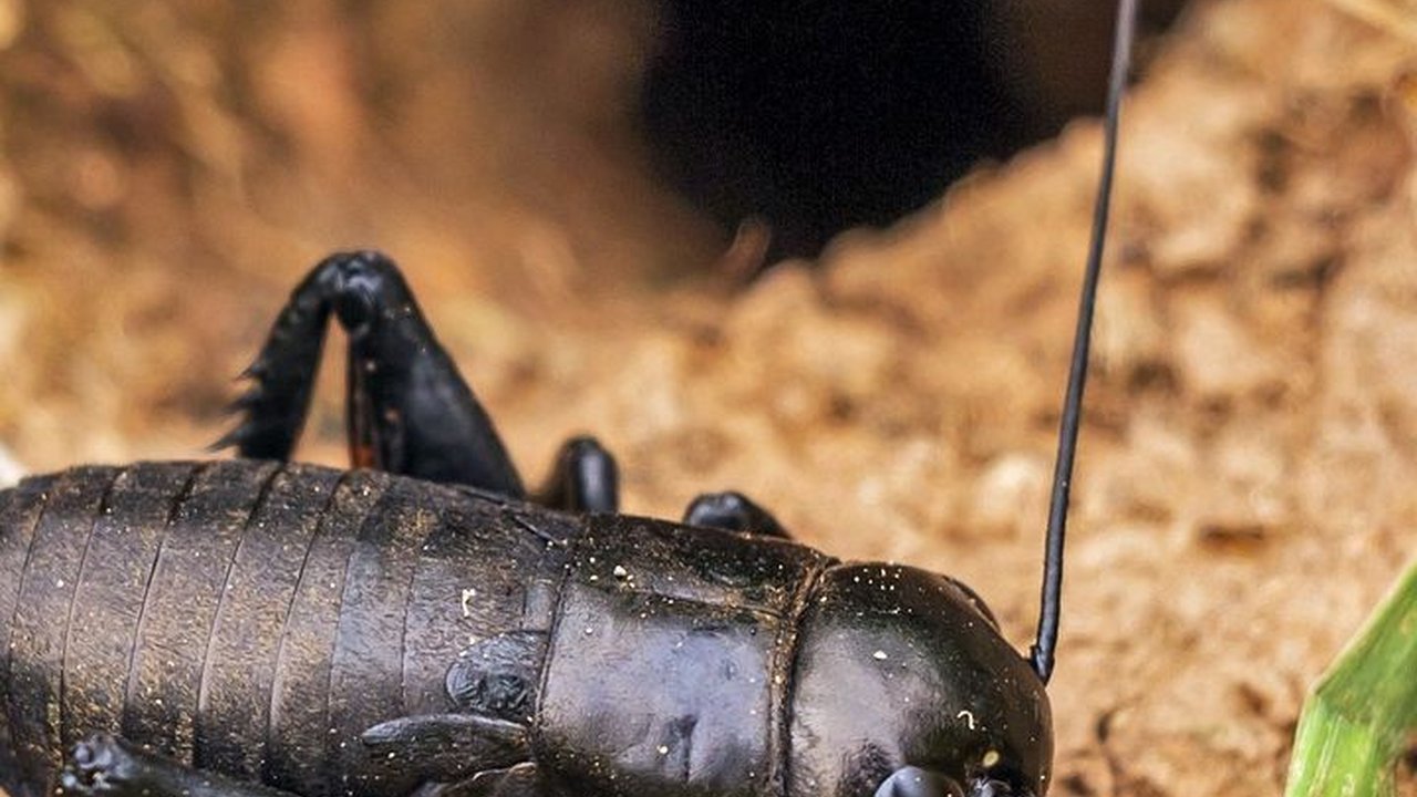 Makanan Jangkrik Ternak, Ketahui Cara Memberikannya yang Tepat