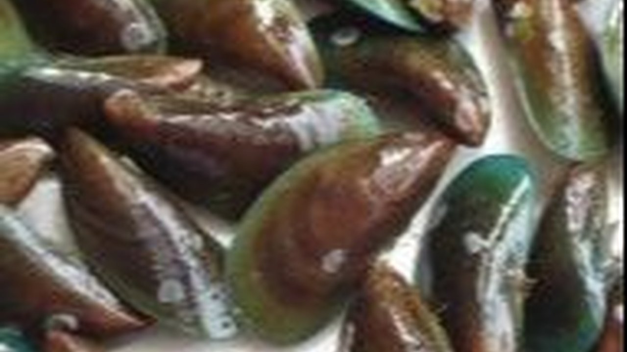 Jenis Kerang yang Aman Dikonsumsi, Lengkap Beserta Manfaatnya