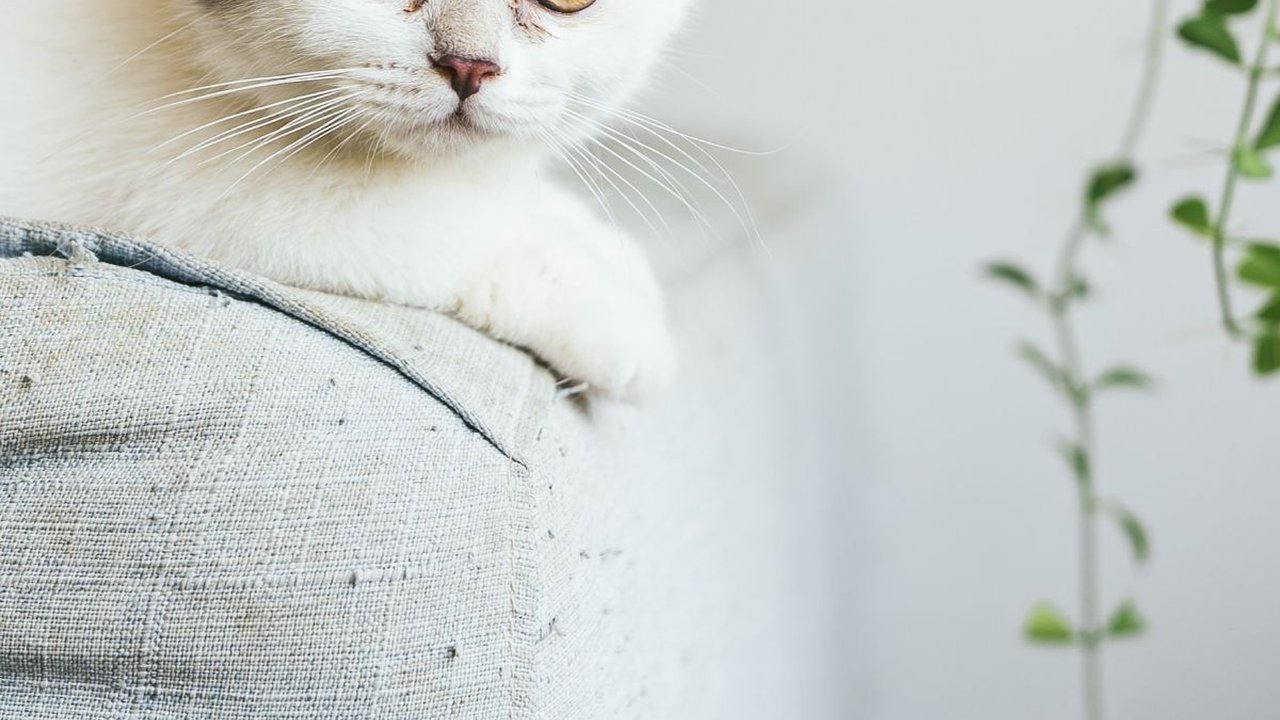 Karakteristik Kucing Munchkin Beserta Cara Merawatnya, Ketahui Sebelum Memelihara