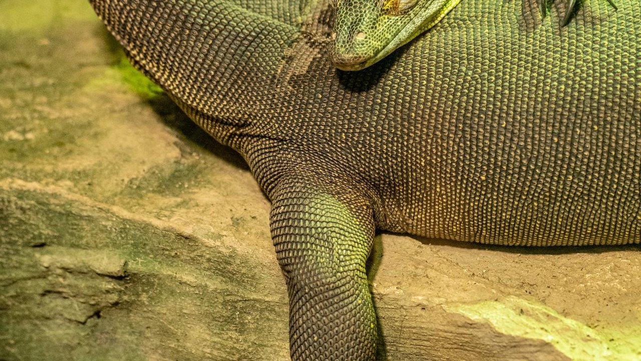 8 Hewan Ini Ternyata Berkembang Biak Tanpa Perlu Pejantan, Ilmuwan juga Baru Tahu