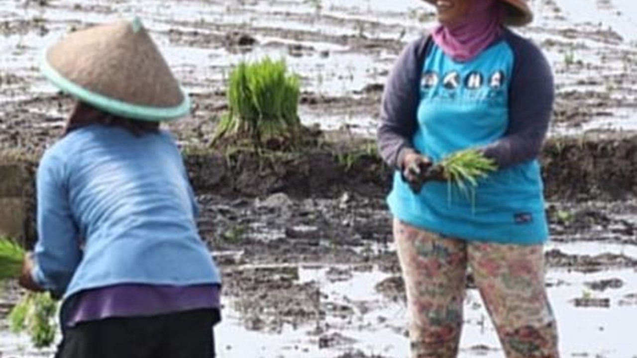 Anggaran Subsidi Pupuk Ditambah Rp14 Triliun, Mekanisme Penebusan Hanya Pakai KTP