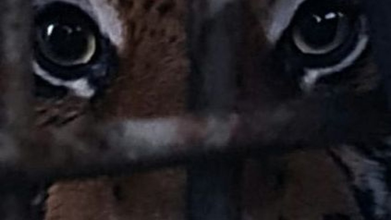 Kembali Ditemukan Harimau Mati di Medan Zoo, Ini Fakta di Baliknya