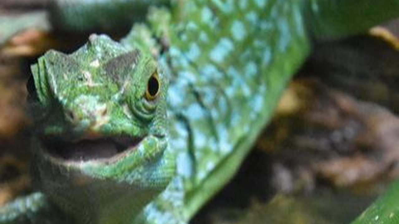Fakta Kadal Basilisk, Hewan yang Mampu Berenang dan Berlari di Atas Air