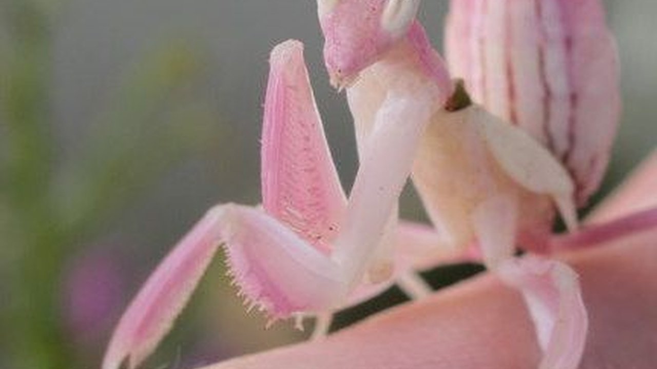 5 Hewan dengan Kemampuan Mimikri Paling Jago Demi Bertahan Hidup