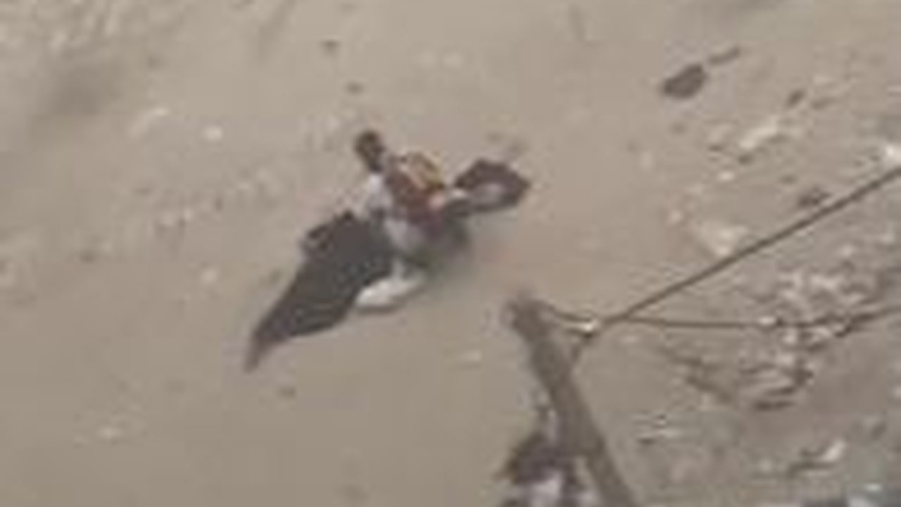 Detik-detik Sniper Israel Sengaja Tembak Mati Wanita Bawa Anak di Gaza Meski Sudah Kibarkan Bendera Putih, Sungguh Biadab!