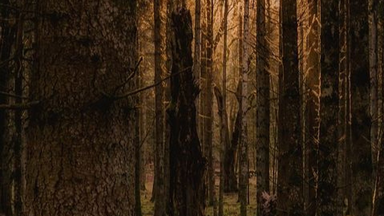 Menguak Misteri Suku Mante, Kelompok Manusia Kerdil yang Mendiami Hutan Aceh