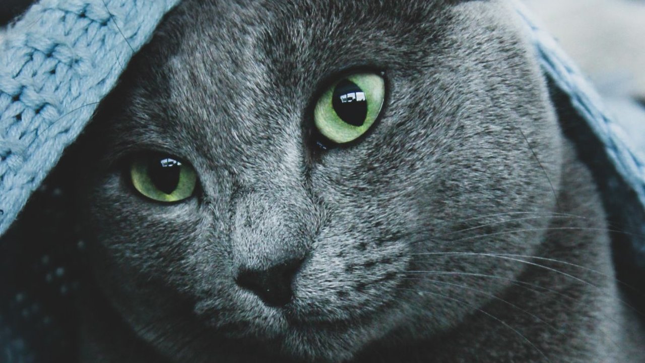Kucing Hamil Berapa Bulan? Berikut Penjelasan Lengkapnya