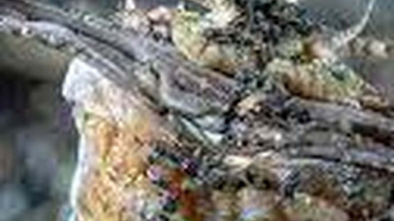 Meski Punya Wujud Cantik, Hewan Kecil ini Mampu Mencabik Ikan Jadi 2 Bagian!